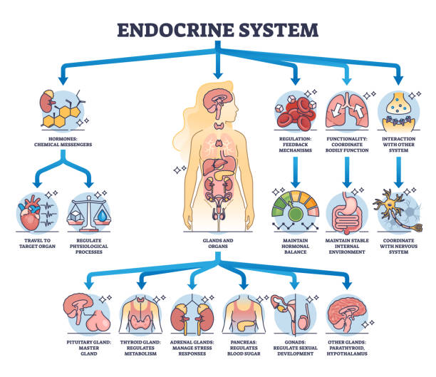 Endocrine System Weight Connection