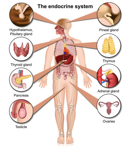 The human endocrine system